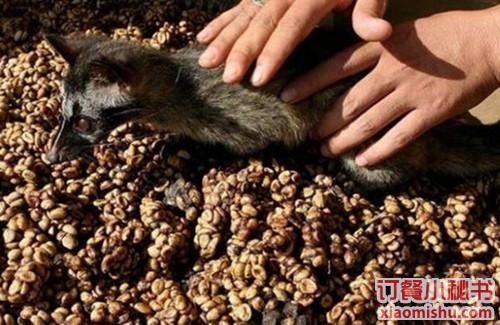 探秘世界上最贵的猫屎咖啡