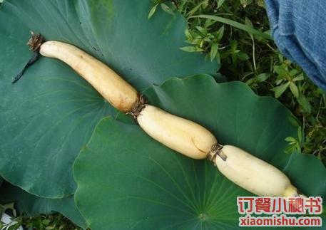 女性养生:排毒功能最强的食物(下) 女性养生:排毒功能最强的食物(下)